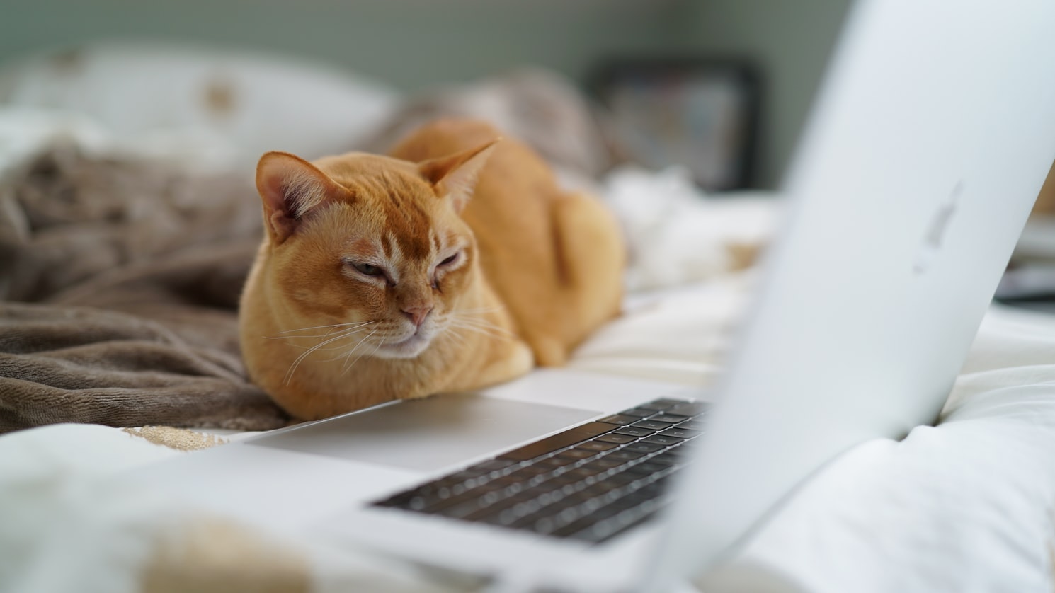 Katze vor Laptop