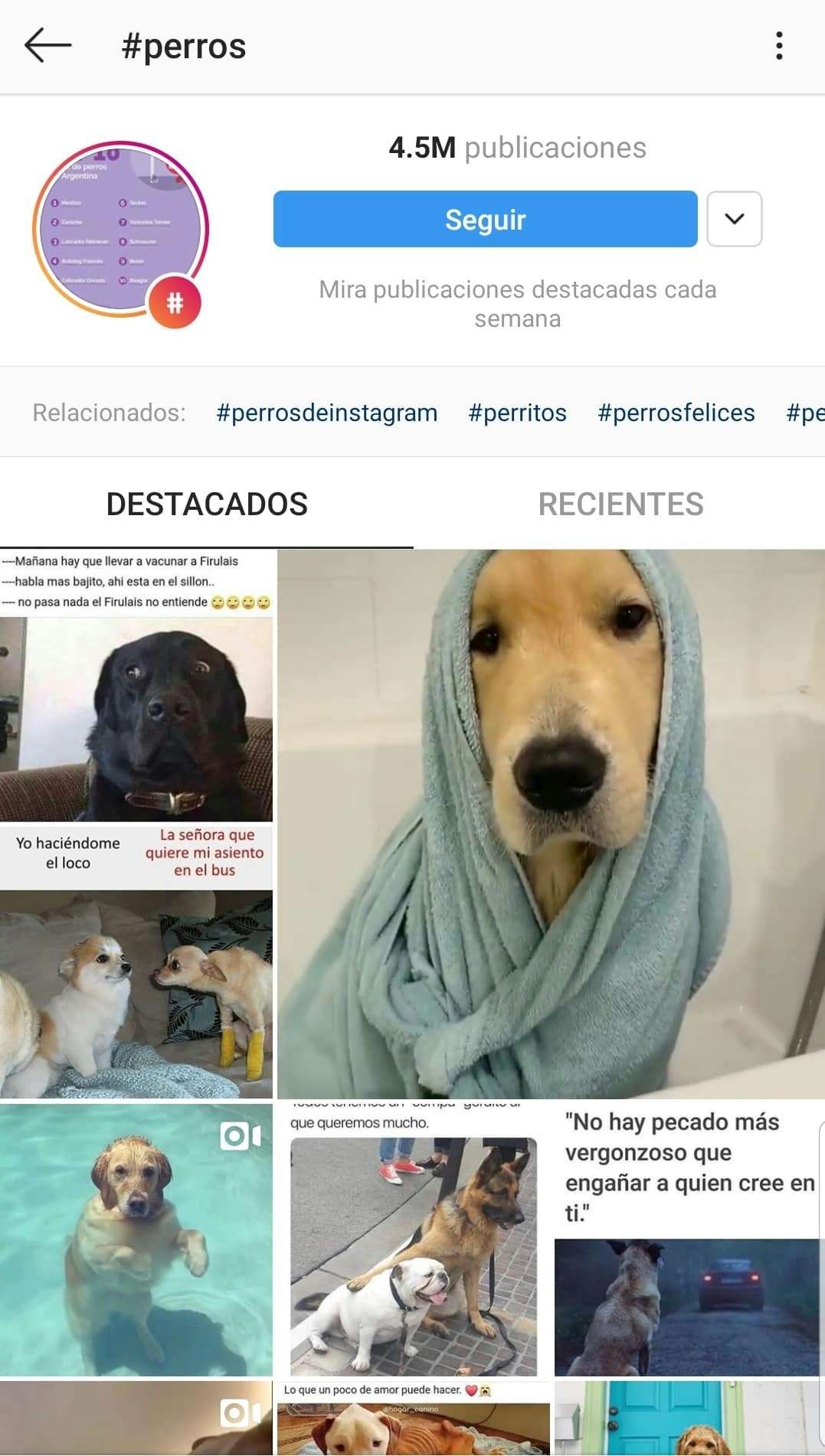 Mejores-Hashtags-Instagram-perros