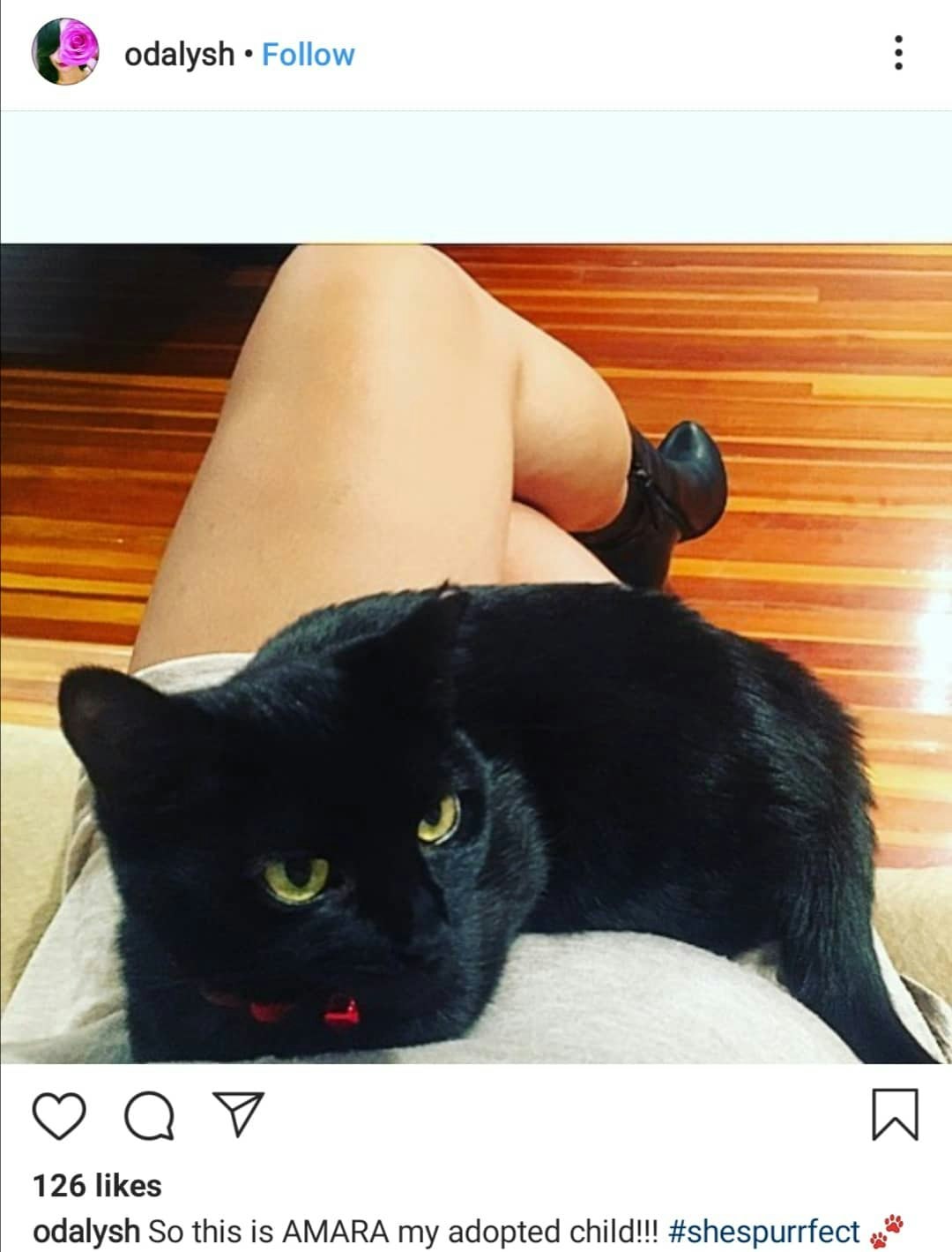 Captions de chat pour Instagram