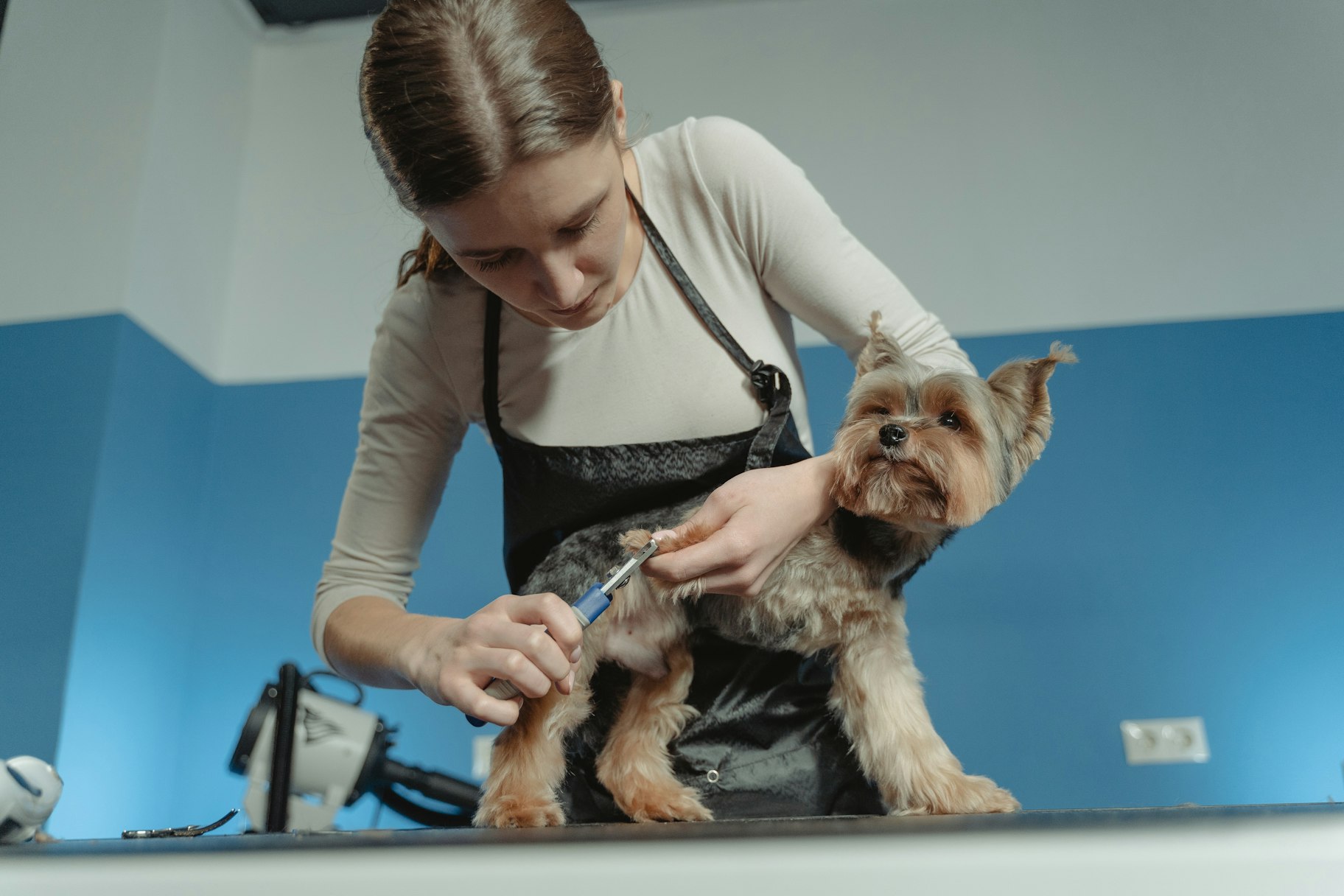 home business oppportunity: dog grooming
